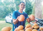 Muncul dua tahun sekali, binjai tetap jadi buruan