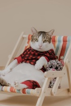 Yoyo kucing jalanan disayangi dua keluarga