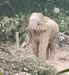 ‘Awang Kolam’ pindah habitat asal esok