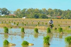 Sudah terlewat, pesawah tetap rugi