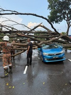 Enam terselamat pokok tumbang hempap kereta