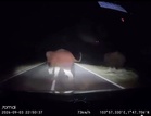 Tiga selamat, kenderaan dinaiki rempuh gajah melintas