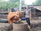 Dun Patah bela lembu sado untuk dibuat korban