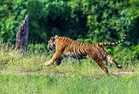 Lepaskan harimau bukan sekadar buka pintu sangkar