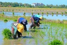 Insentif dan subsidi bantu pesawah hadapi lonjakan kos