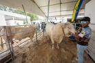 ‘Sudin’ lembu satu tan jadi tumpuan