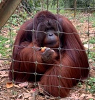 Yayasan OUI sasar tambah 50 ekor Orang Utan di Bukit Merah 