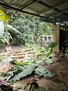 Penduduk hidup ketakutan gajah datang makan pisang
