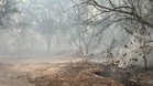 Kebakaran hutan di Bandar 16 Sierra