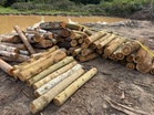 PGA rampas 383 balak di Besut