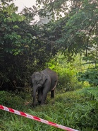 Gajah tidak pandai baca geran tanah, sempadan dan papan tanda