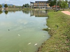 Peralihan cuaca, kurang oksigen punca ikan mati di Tasik MDPT