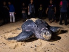 Raja Penyu tiga kali mendarat di Terengganu, 195 telur diselamatkan