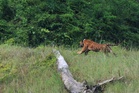‘Yong Choh’ kembali ke hutan