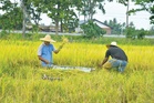 Pesawah di Malaysia menurun 33.9 peratus