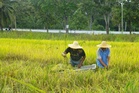 Bantu pesawah tingkat pengeluaran padi negara