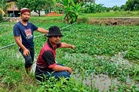 Masalah parit, 40 hektar sawah terjejas