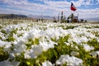 Gurun Atacama jadi ‘lautan’ bunga