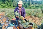 Musang king dilanyak gajah, rezeki Ridzuwan dengan nanas MD2