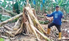 Gajah liar musnahkan 500 pokok pisang