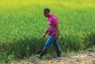 Pesawah muda lebih rela jadi pengawal keselamatan
