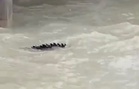 Penampakan buaya di Pantai Bagan Lalang, orang ramai dinasihat berwaspada
