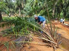 Pekebun sawit bimbang gajah liar rosakkan tanaman