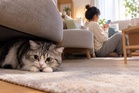Bukan sentiasa perlu dibelai, kucing juga perlu ‘me time’