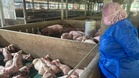 Pantau kemasukan babi hidup di Selangor
