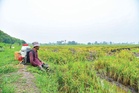 Pesawah harap manfaat benar-benar dinikmati