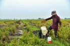 Salurkan terus subsidi RM4,300 kepada pesawah