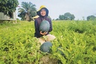 Tuai sembilan tan tembikai sebelum musim hujan