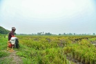 Peruntukan untuk pesawah pergi ke mana?