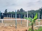 Ladang sireh milik etnik Rohingya di sita, Kerajaan Kelantan kesan pemilik tanah