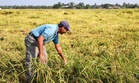 Pesawah keluar wang sendiri beli benih