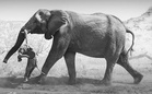 Foto ikonik rungkai kisah tragis ‘gajah meroyan’