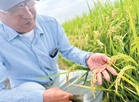 Padi tahan haba selamatkan petani Jepun