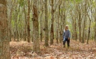 Kadar IPG naik ringankan beban pekebun getah