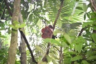 Empat jenis Rafflesia kembang atas akar tarik pengunjung ke Lata Jarum