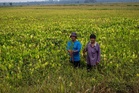 Petani tekad tinggalkan sawah padi