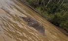Bangkai gajah ditemukan hanyut di Sungai Kinabatangan