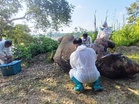 Gading gajah jantan ditemukan hanyut di Sungai Kinabatangan hilang
