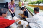Tiada jangkitan rabies libatkan manusia dikesan di Pulau Pinang