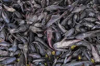 Ancaman Ikan Asing terhadap Ekosistem dan Kehidupan Manusia