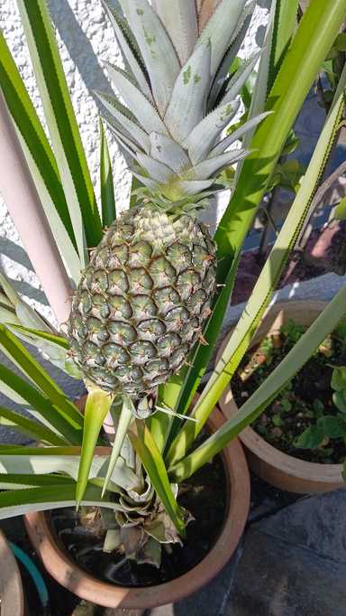 A Lesson from Growing Crystal Pineapples