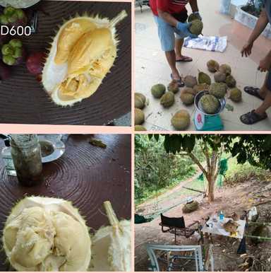 Durians are back! 