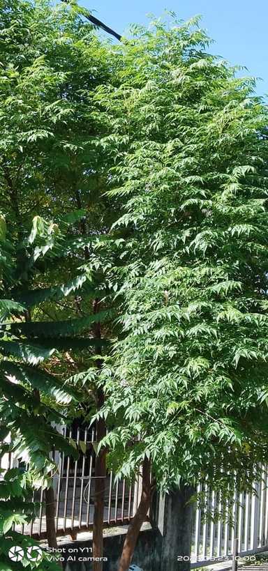 #EiTahuTak | Why Malaysian Indians Plant a Neem Tree Out Front
