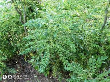 #EiTahuTak | In Malaysia, curry leaves are the one thing Indians, Chinese, and Malays can agree on.