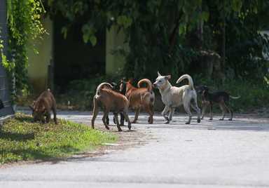 Ampang Council Wants to Put to Sleep 5 Dogs