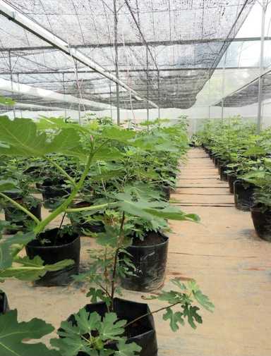 Malaysians turn to home farming by adoption of environment-friendly practices for self sufficiency & income generation